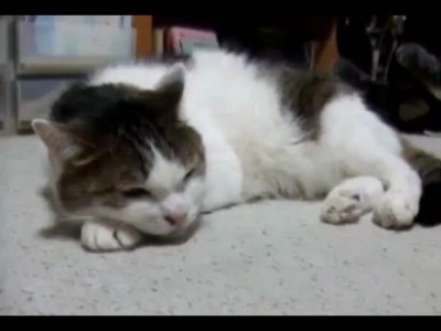 Кот поёт блюз