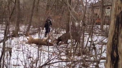 Выстрел из тайзера по оленю