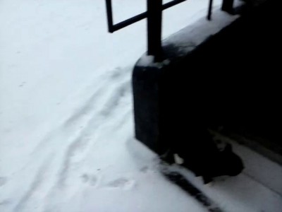 Гунька на улице 2