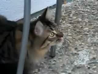 Кот разговаривает с птицей