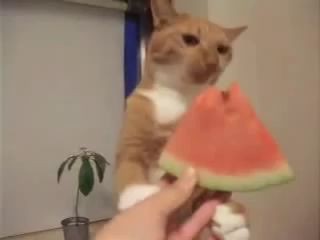 Кот ест арбуз