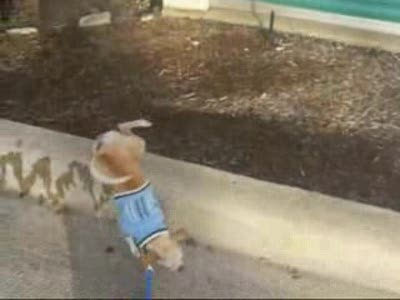 Кардиограмма собачки