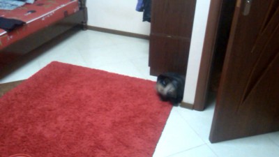 Любимая игрушка для хорька