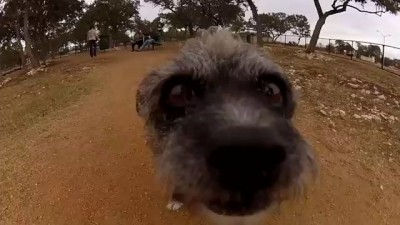 GoPro Dog Faces