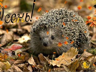 Вот и Осень пришла !