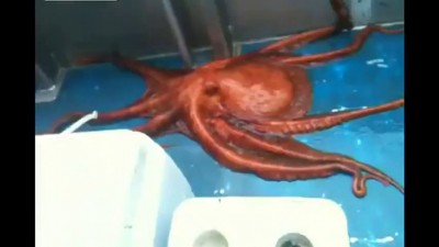 Осьминог свалил