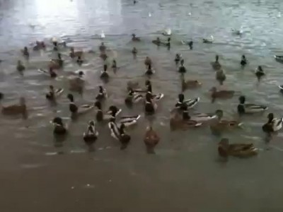 Duck rush