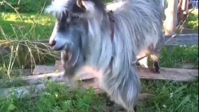 Коза-битбоксер / Goat beatboxer