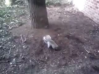 У белки "белочка"? 