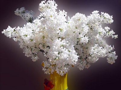 Цветы любви!