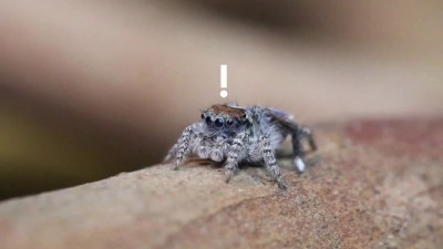 Танцующий паучок.