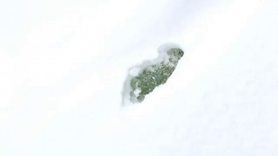 Беги Панчо, прогуляйся