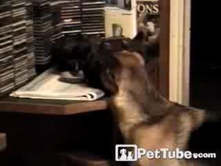 Очень голодный пес