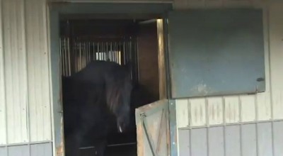 Mariska A.K.A. Houdini