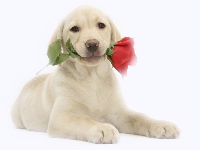 Za zyczenia dziekuje