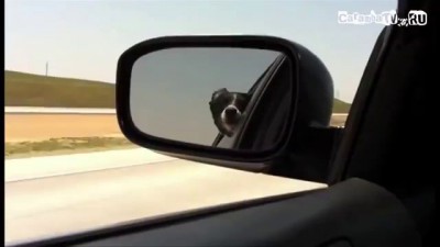 собака матерится