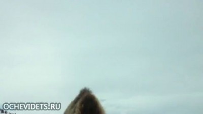 бизоны атакуют