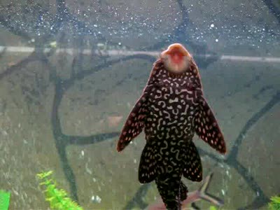 Поющая рыба