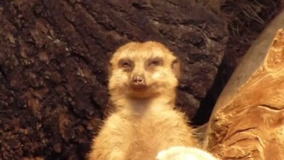 Tired Meerkat