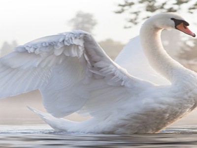 эпиграф лебеди