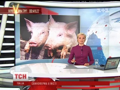 днепр свиноферма