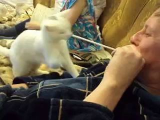 Кошка и невидимый враг