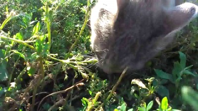 Кошка ест воробья