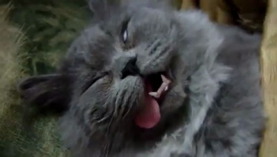 Смертельно уставший кот