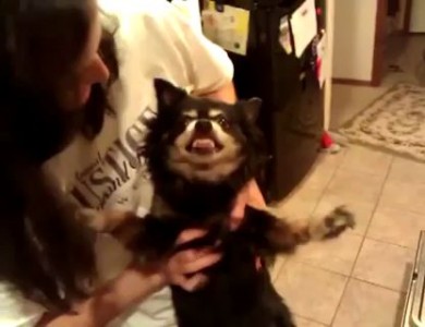 Собака - пугака