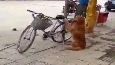 Этот пёс взорвал ютуб!!