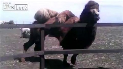 Результат кормления верблюдов...