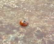 Божьи Коровки