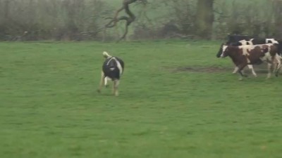 Счастливые коровы