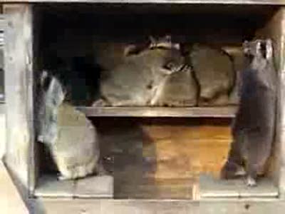 Танцы-шманцы