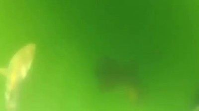 Окунь сожрал акулу