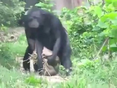 Синхронное плавание. Тьфу ты, ходьба