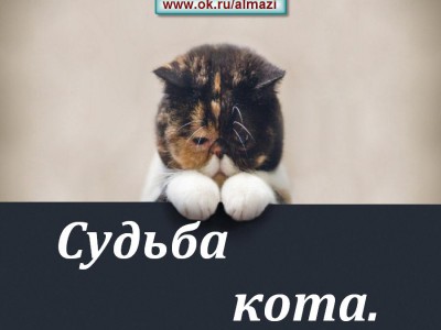 Судьба кота