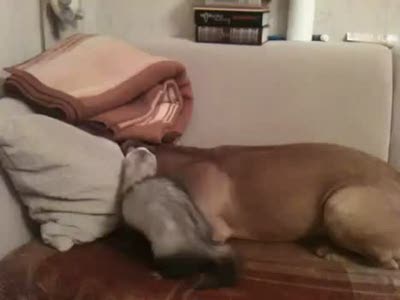 Харек против питбуля