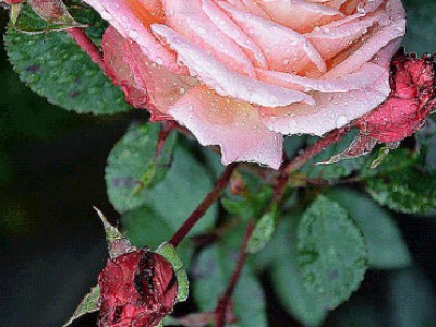 Инструментальная музыка