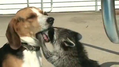 Енот - дантист