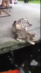 котейка получила леща карпом