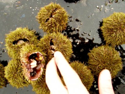 Морской улов