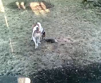 opossum playing dead #1