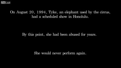 Взбесившаяся слониха