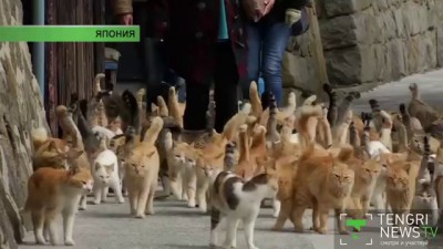 Японский остров захвачен кошками