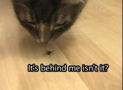 Коты и Паук