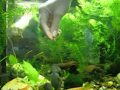 кормёжка аксолотлей