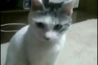 удивленный кот