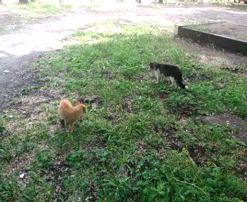 Скромный кот