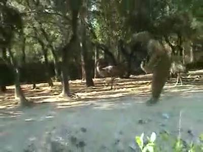 Кенгуру - падонаг